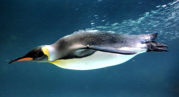 Varför pingviner inte kan flyga. Pingviner flyger inte, men de är utmärkta simmare. Bild: dailytelegraph.com.au. Foto.
