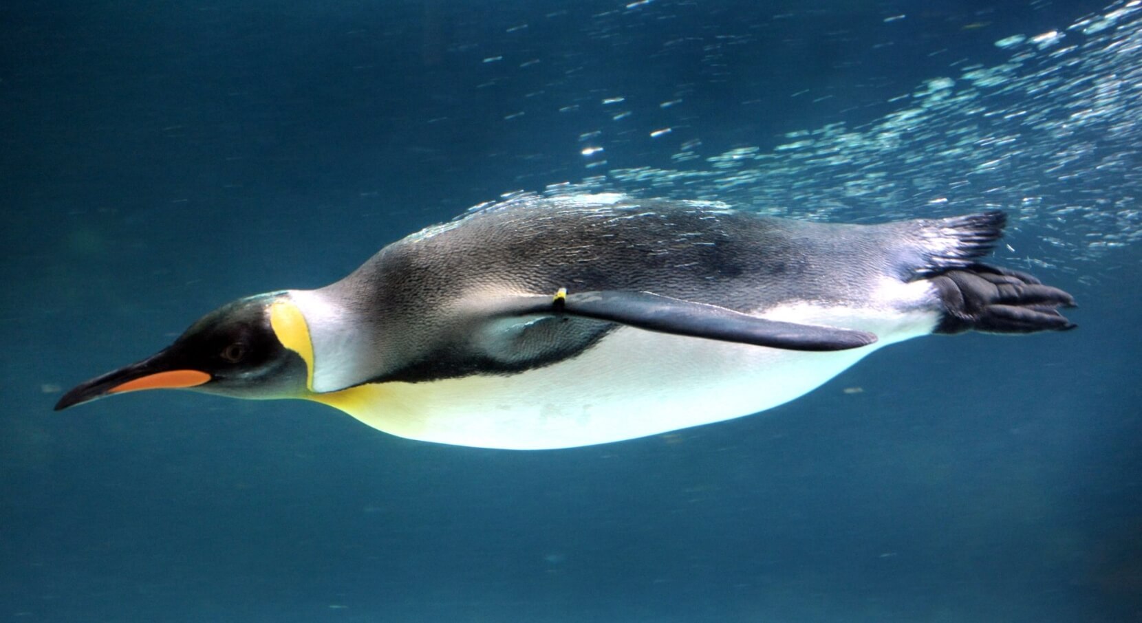 Почему пингвины не умеют летать. Пингвины не летают, но зато являются отличными плывунами. Изображение: dailytelegraph.com.au. Фото.