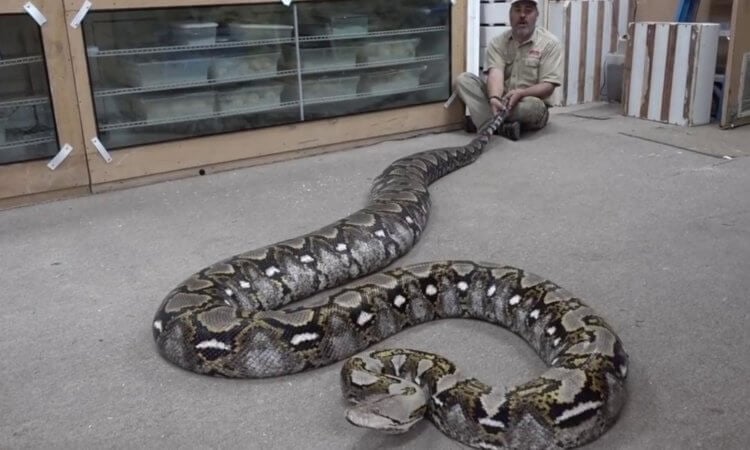 De største moderne slanger. Python-slanger forbløffer med deres størrelse. Fotokilde: newizv.ru. Foto.