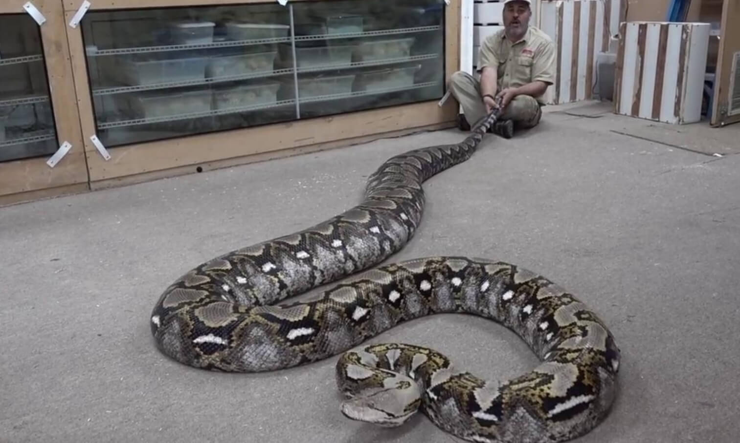 Самые большие современные змеи. Змеи питоны поражают своими размерами. Источник фотографии: newizv.ru. Фото.