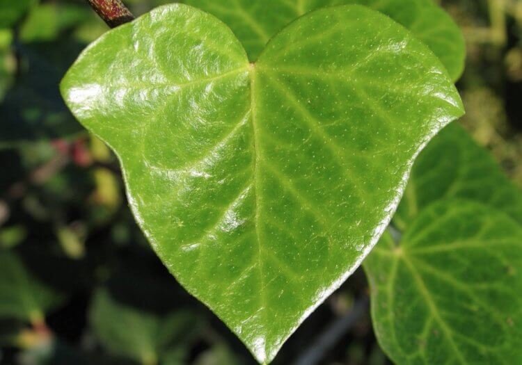Why does a heart mean love? An ivy leaf vaguely resembles a heart. Image source: 9dach.ru. Photo.