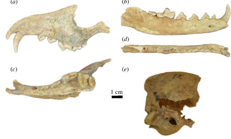 En utdöd art av forntida räv. Rävben hittade i en människograv. Källa: Royal Society Open Science. Foto.