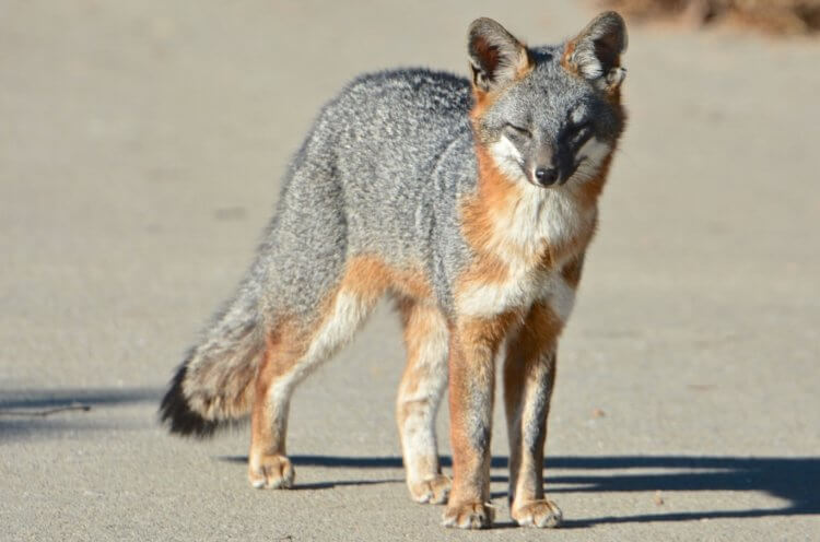 An extinct species of ancient foxes. Gray fox. Source: wikipedia.org. Photo.