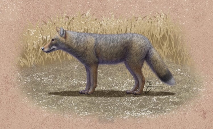 En utdöd art av forntida rävar. En konstnärs intryck av den utdöda räven Dusicyon avus. Källa: artstation.com, av Juandertal. Foto.