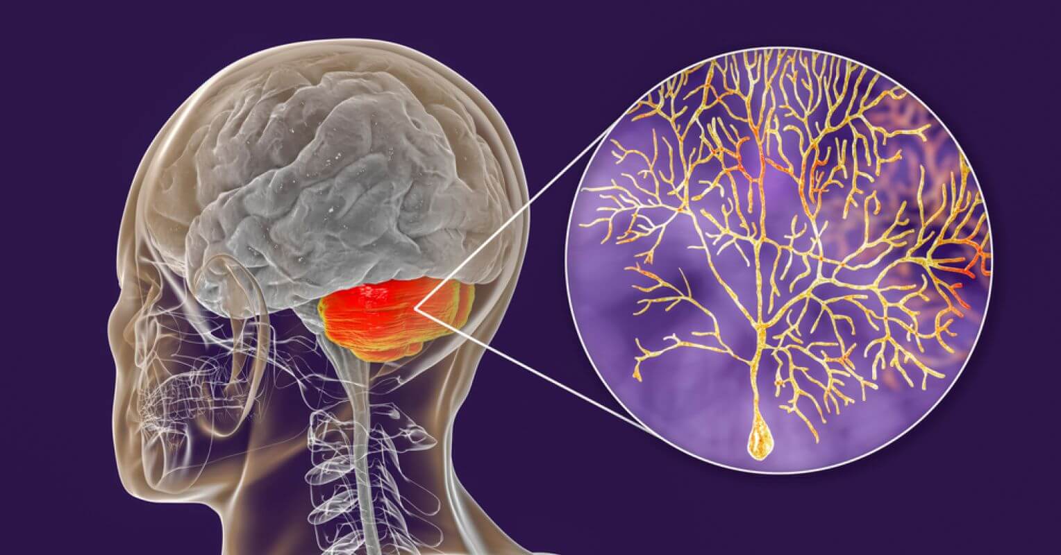Мозжечок, обучение и клетки Пуркинье. Клетки Пуркинье – грушевидные нейроны коры мозжечка, одни из крупнейших в мозгу.Изображение: cdn2.psychologytoday.com. Фото.