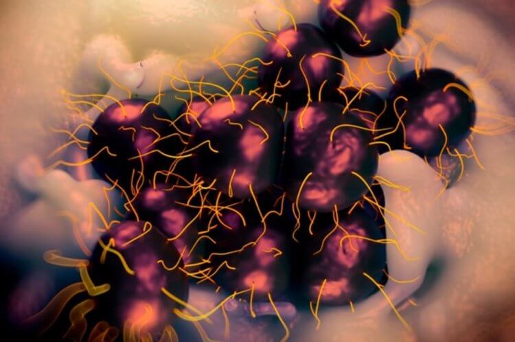 Super gonorréepidemi. Bakterierna som orsakar gonorré har så framgångsrikt besegrats av antibiotika att ceftriaxon fortfarande är den enda rekommenderade behandlingen. Bild: buzzfeed.com. Foto.