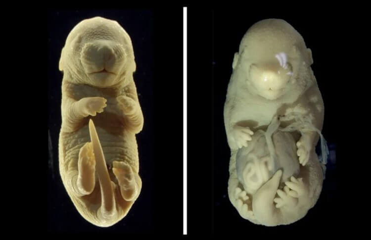 Ученые создали мутанта в лаборатории. Нормальный эмбрион мыши (слева) и шестиногий эмбрион без половых органов (справа). Изображение: iflscience.com. Фото.