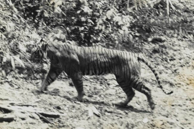 Вымершие яванские тигры могут быть живы — ученые уже знают, где их искать. Фото.