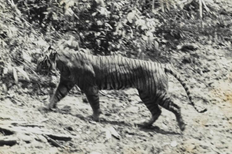 Uddøde Javan-tigre er muligvis stadig i live - videnskabsmænd ved allerede, hvor de skal lede efter dem. Javan-tigre i 1938. Billede: Wikipedia. Foto.