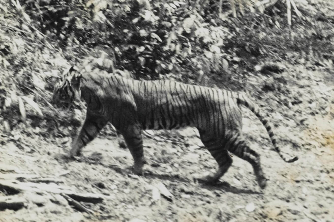 Вымершие яванские тигры могут быть живы — ученые уже знают, где их искать. Яванский тигр в 1938 году. Изображение: Википедия. Фото.
