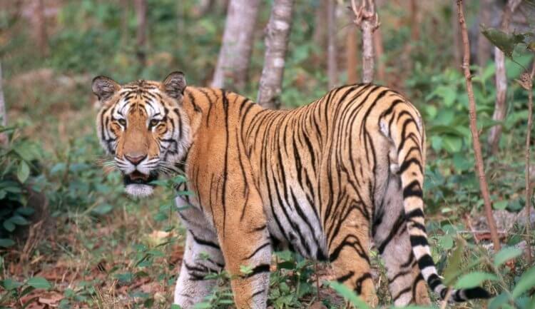 Tigre i Indonesien. Tigerart Panthera tigris sondaica. Billede: travelask.ru. Foto.
