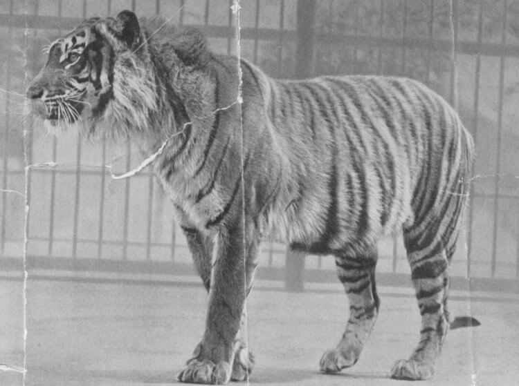 Udryddelsen af ​​Yaman-tigrene. Java-tigre er et af de mange dyr, der er skadet af mennesker. Billede: haski-mana.ru. Foto.