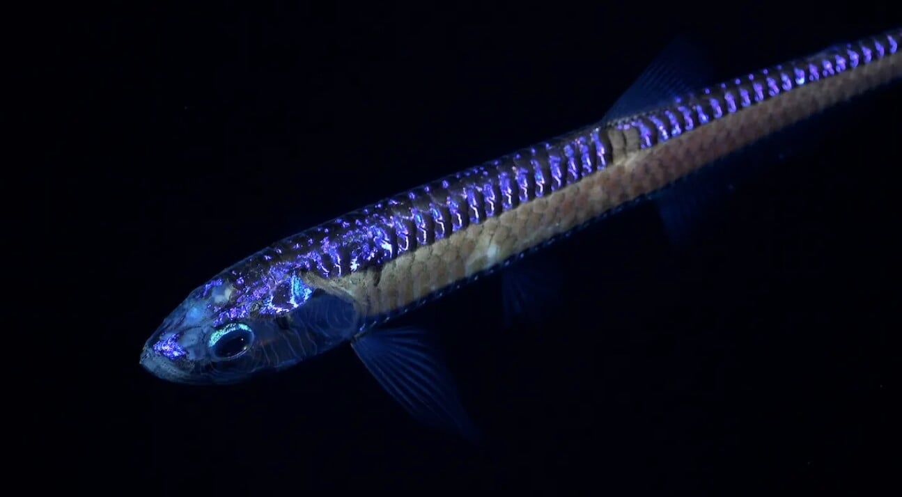 Новые виды животных в 2024 году. Глубоководная рыба-дракон. Источник: IFL Science. Фото.
