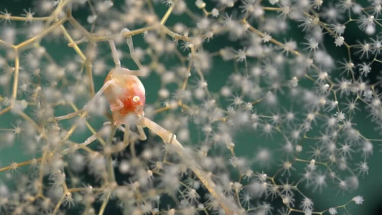 New species of animals in 2024. Corals and a tiny lobster. Photo.