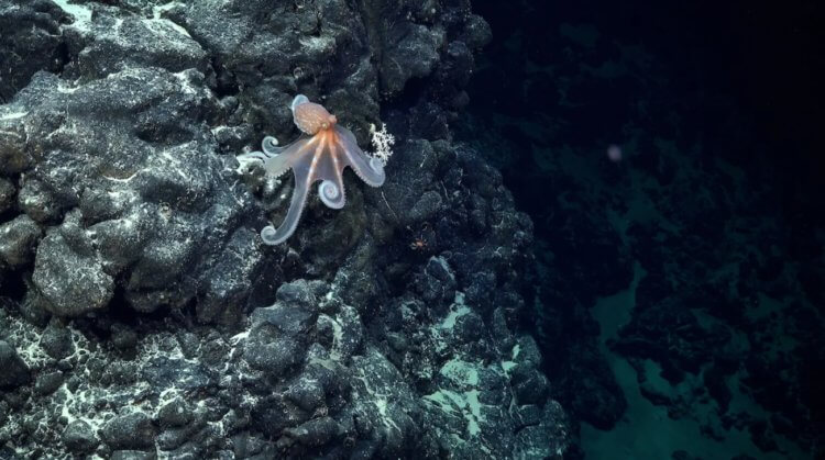 Ny art av djur 2024. En liten bläckfisk som expeditionsmedlemmarna stötte på. Källa: IFL Science. Foto.