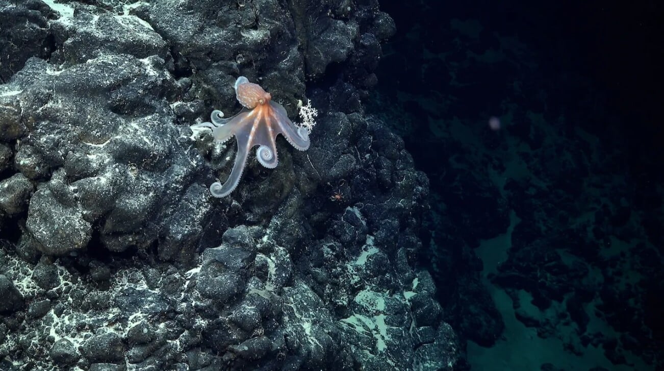 Новые виды животных в 2024 году. Крошечный осьминог, который встретился участникам экспедиции. Источник: IFL Science. Фото.