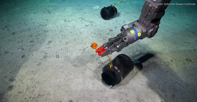 Scientists have discovered 50 new species of animals - they are clearly not happy that they have found them. New species of animals were discovered using a deep-sea robot. Source: IFL Science YouTube channel. Photo.