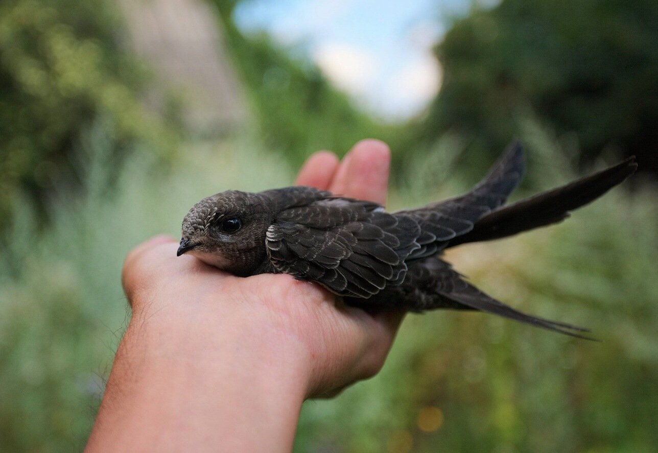 Рекордсмены среди птиц. Крошечные стрижи могут летать месяцами, не касаясь суши. Источник: fotobase.co. Фото.