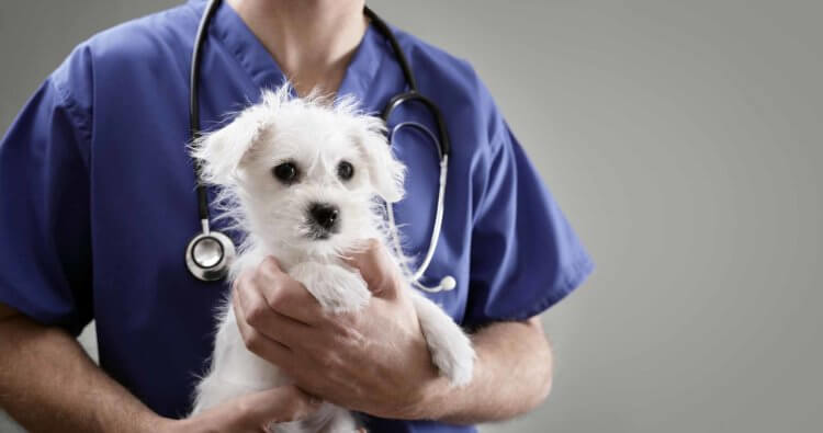 Veterinär onkologi. Husdjur är också mottagliga för cancer. Bild: vosrc.net. Foto.