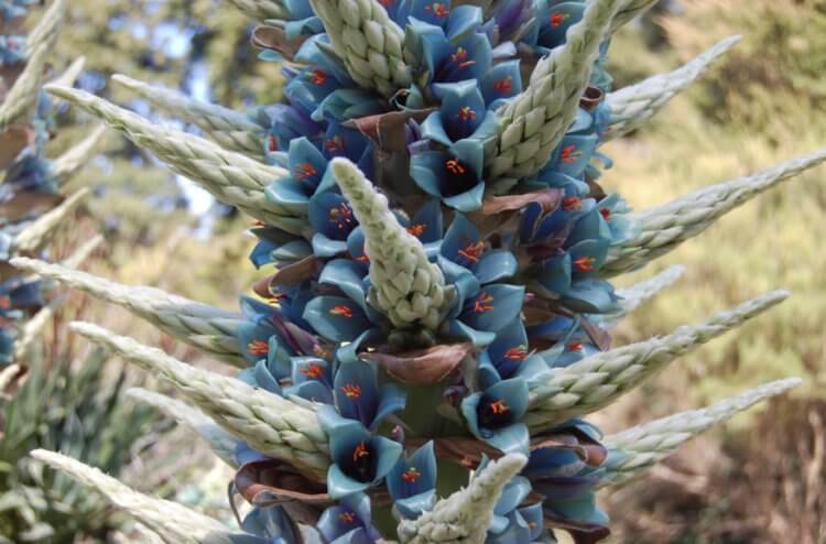 Alpine puya har blomstret rundt om i verden - dette sker kun en gang hvert 20. år, og vi har billeder. Alpine puya blomster. Fotokilde: plantlust.com. Foto.