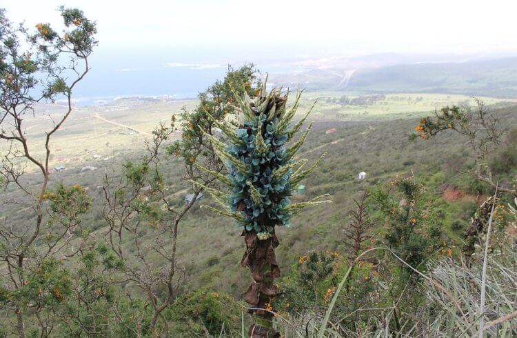 What does alpine puya look like? Alpine puya in the wild. photo source: Wikipedia, by Pato Novoa. Photo.