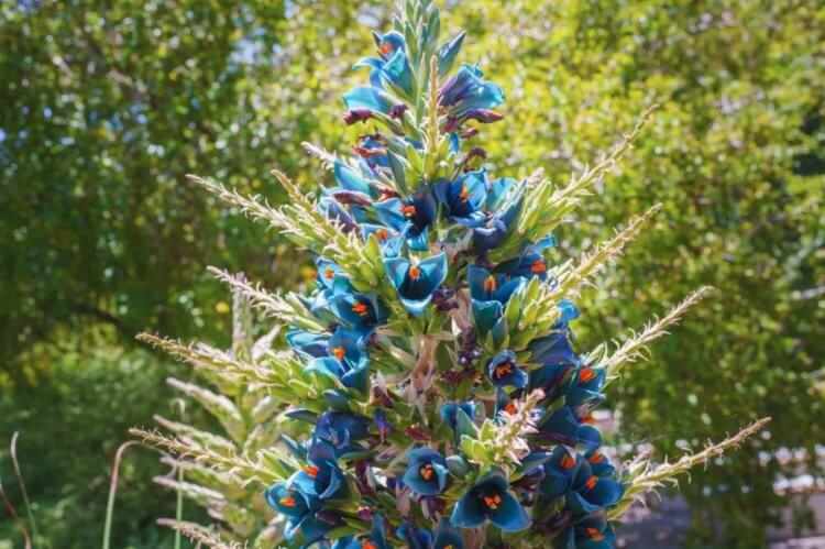 Blooming of a rare plant. Photo of a blooming alpine puya. Image source: iflscience.com. Photo.