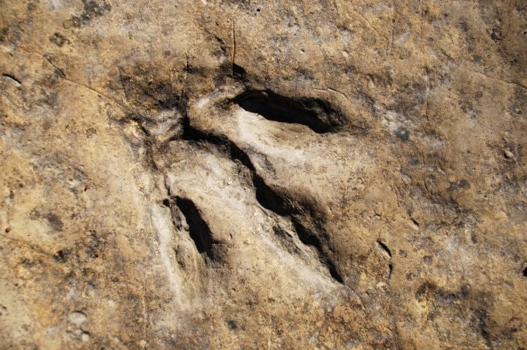 Hvordan dinosaurer bevægede sig. Fossileret fodaftryk af en dinosaur. Fotokilde: dolidoki.com. Foto.