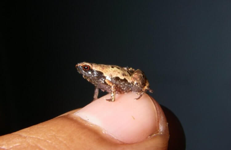 Små grodor på Madagaskar. En groda från släktet Mini. Källa: 4everscience.com. Foto.
