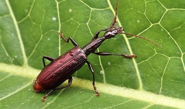 Agra vation ground beetle. Agra vation ground beetle. Source: zoopicture.ru. Photo.