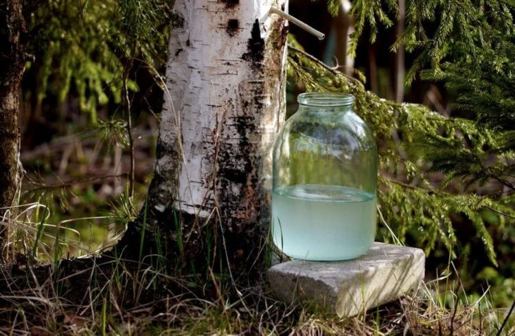 How to collect birch sap. Collecting birch sap usually looks something like this. Source: doctorate.ru. Photo.