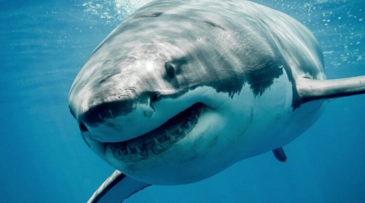 How many days does it take for a shark to swim across an entire ocean? White sharks are considered one of the most dangerous fish in the world, and they are also very hardy. Photo source: Science Museum of Virginia. Photo.