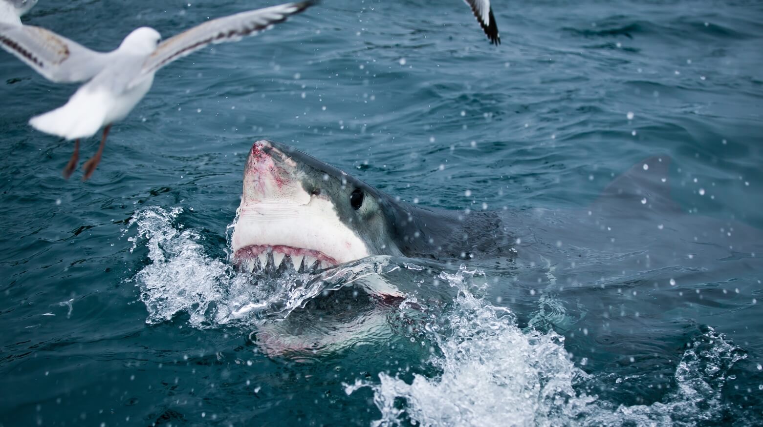 Как плавают акулы. Наблюдения показывают, что акулы охотятся только раз в 2-3 дня. Источник фотографии: Atlas Obscura. Фото.