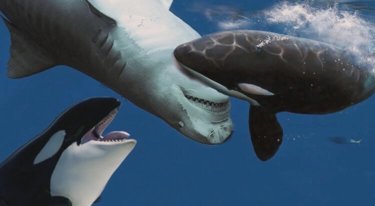 Why sharks are becoming extinct. Sharks have many natural enemies in nature. Image source: National Geographic. Photo.