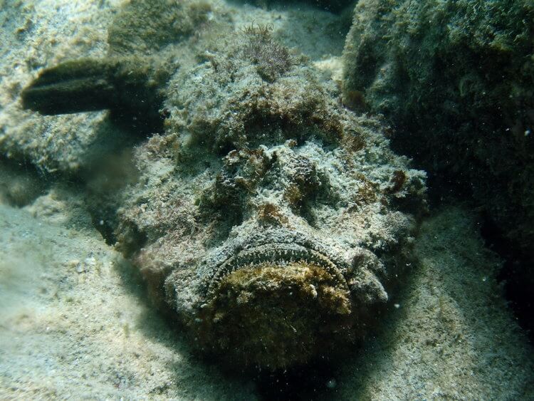 Den mest giftige fisk er vortefisken. Giftige fisk er svære at lægge mærke til, da de er godt camouflerede. Fotokilde: www.flickr.com. Foto.