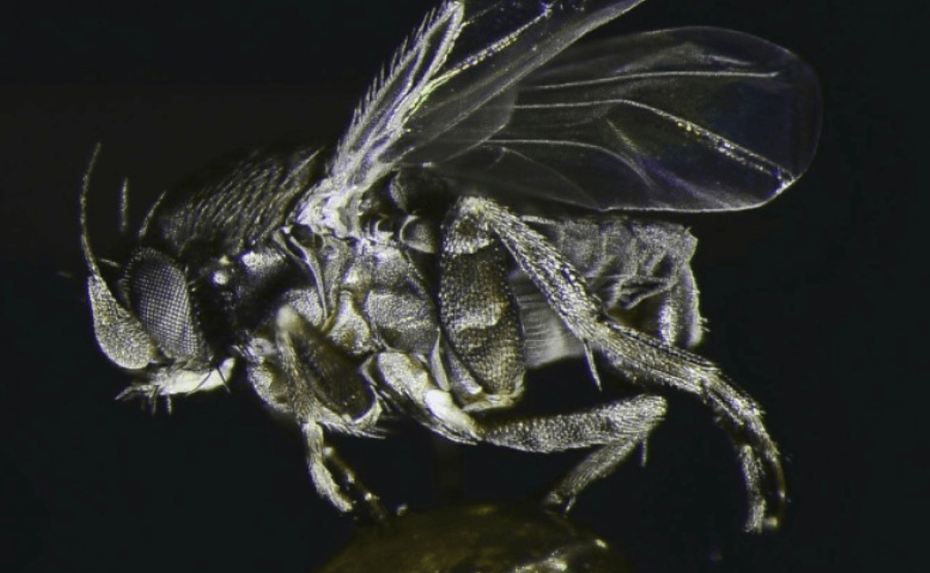 Как мухи находят трупы. Могильная муха (Conicera tibialis). Источник фото: nhm.org. Фото.