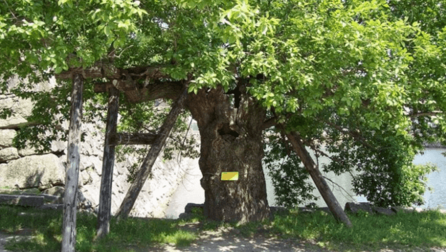 Эти деревья пережили взрыв атомной бомбы в Хиросиме — они все еще живы. Фото.