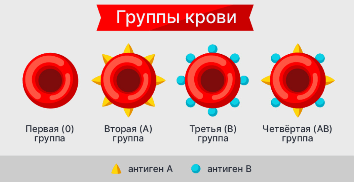 Почему сложно создать универсальную донорскую кровь. Группу крови определяет тип антигенов на эритроцитах. Фото.