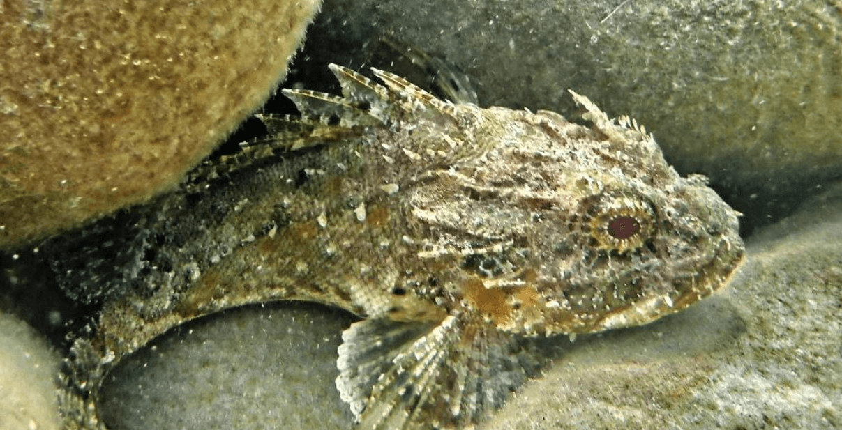 Яд каменной рыбы может убить человека. Каменная рыба имеет на спине ядовитые шипы, который впрыскивают яд. Источник фото: kusochekschastya.ru. Фото.