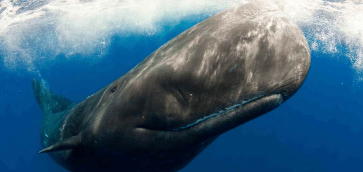 Sperm whales use a complex “alphabet” to communicate. Sperm whales have their own complex language of communication. Photo source: kolymastory.ru. Photo.