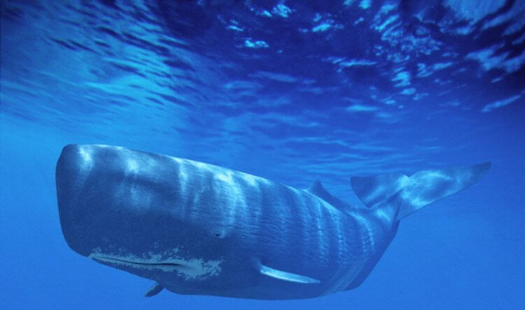 The complex language of sperm whales. Sperm whales are the only known species that uses their complex language to communicate. Photo source: www.delfi.lt. Photo.