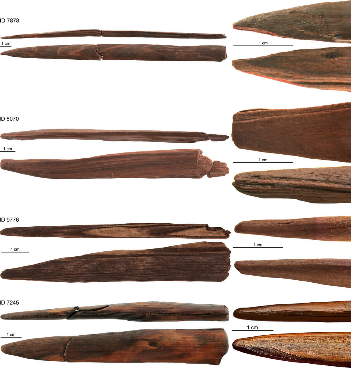 Кто и зачем изготовил в каменном веке деревянное оружие. Для изготовления орудий древние люди использовали сложную технологию обработки древесины. Источник фото: www.pnas.org. Фото.