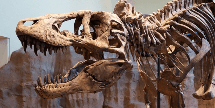 How smart were dinosaurs. Scientists draw conclusions about the size of dinosaurs' brains based on the cavities in their skulls. Photo source: mir24.tv. Photo.