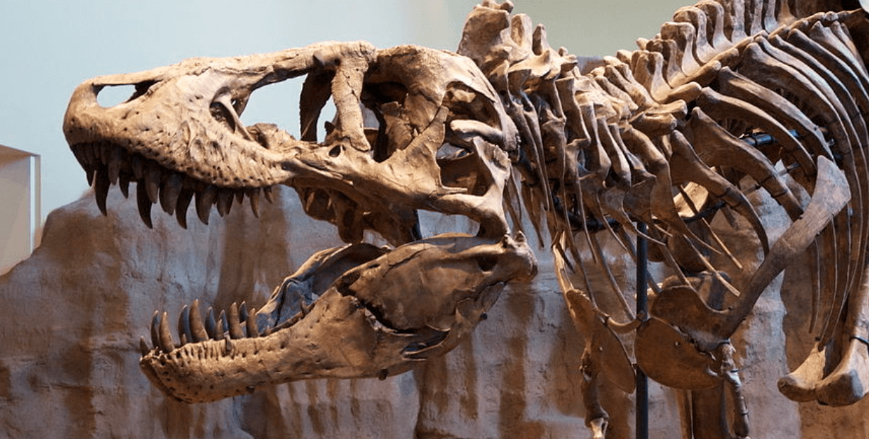 Насколько умными были динозавры. Ученые делают выводы о размерах мозга динозавров на основе полостей в их черепе. Источник фото: mir24.tv. Фото.