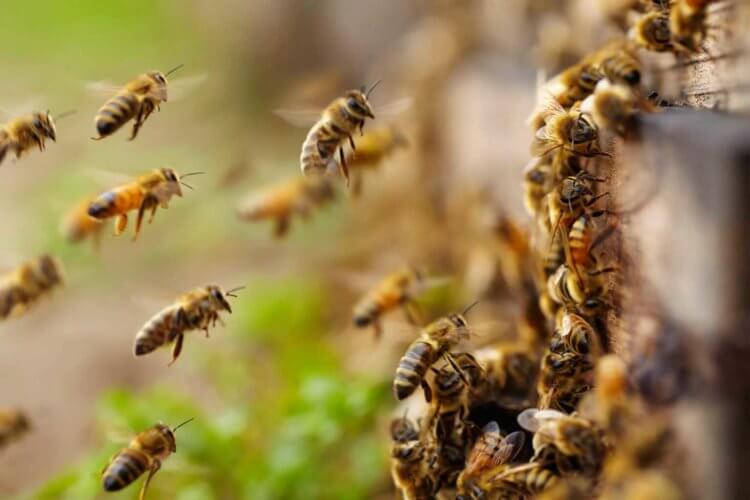 Сложный язык кашалотов. Пчелы обмениваются друг с другом информацией при помощи танцев. Источник фото: alev.biz. Фото.