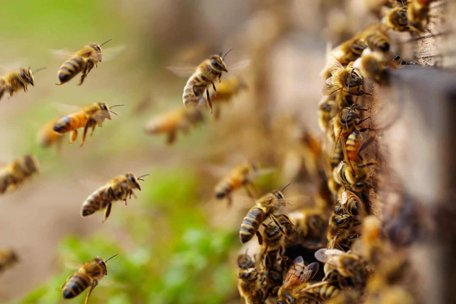 Сложный язык кашалотов. Пчелы обмениваются друг с другом информацией при помощи танцев. Источник фото: alev.biz. Фото.