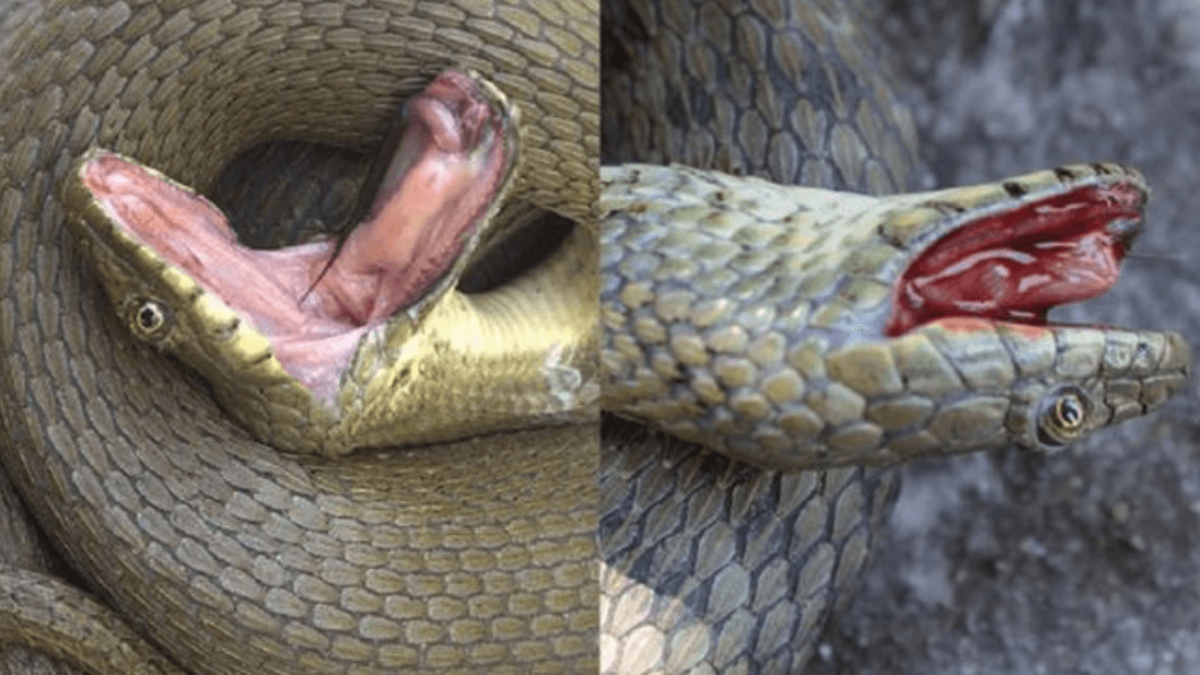 Эти змеи заслуживают Оскар — у них самая правдоподобная инсценировка смерти