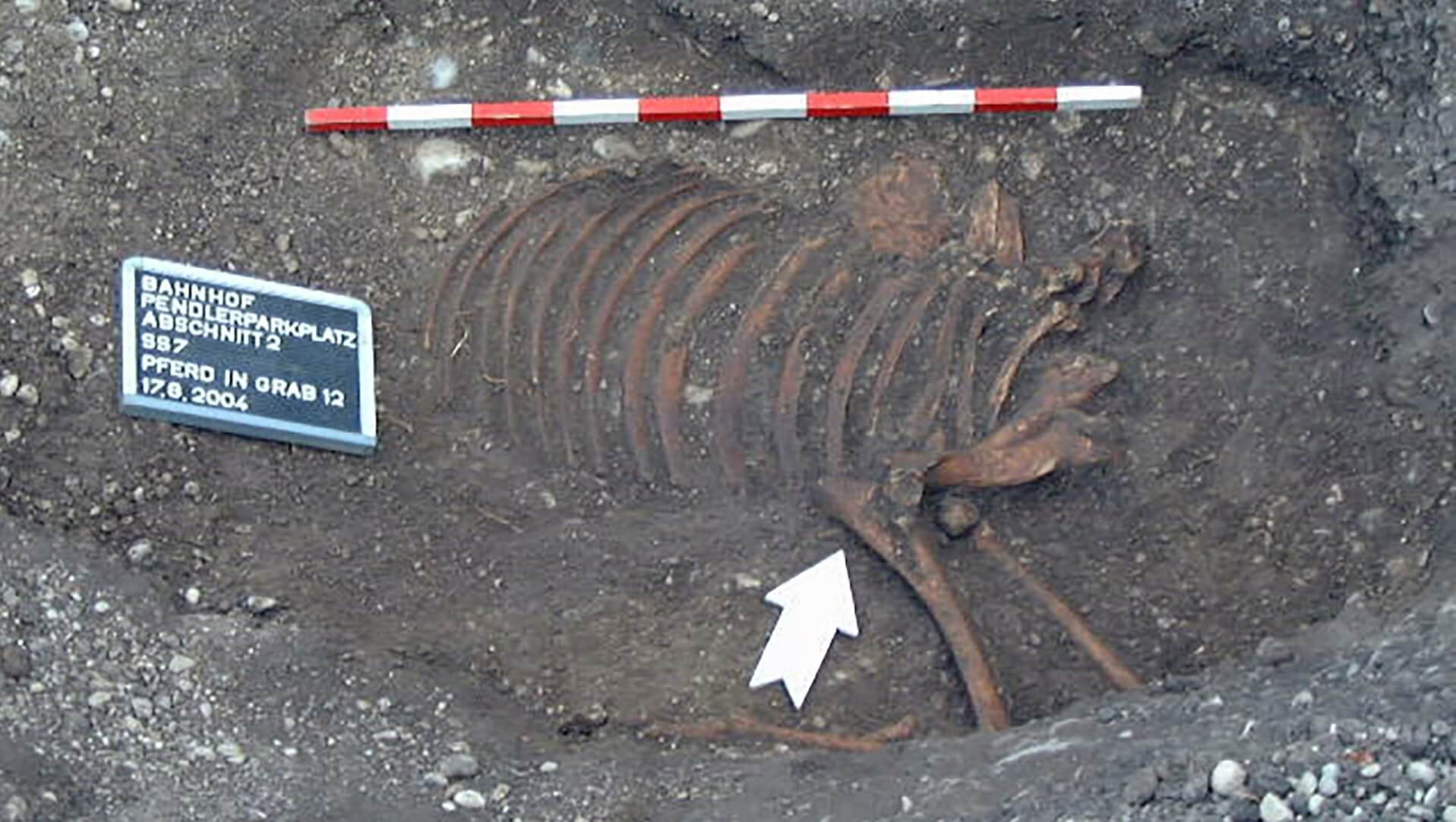 Кем были похороненные женщины. Останки лошади, обнаруженные в древнем захоронении. Источник фото: www.livescience.com. Фото.
