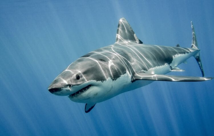 Как размножаются белые акулы. Белые акулы находятся на грани вымирания и когда-нибудь могут исчезнуть. источник изображения: shutterstock.com. Фото.