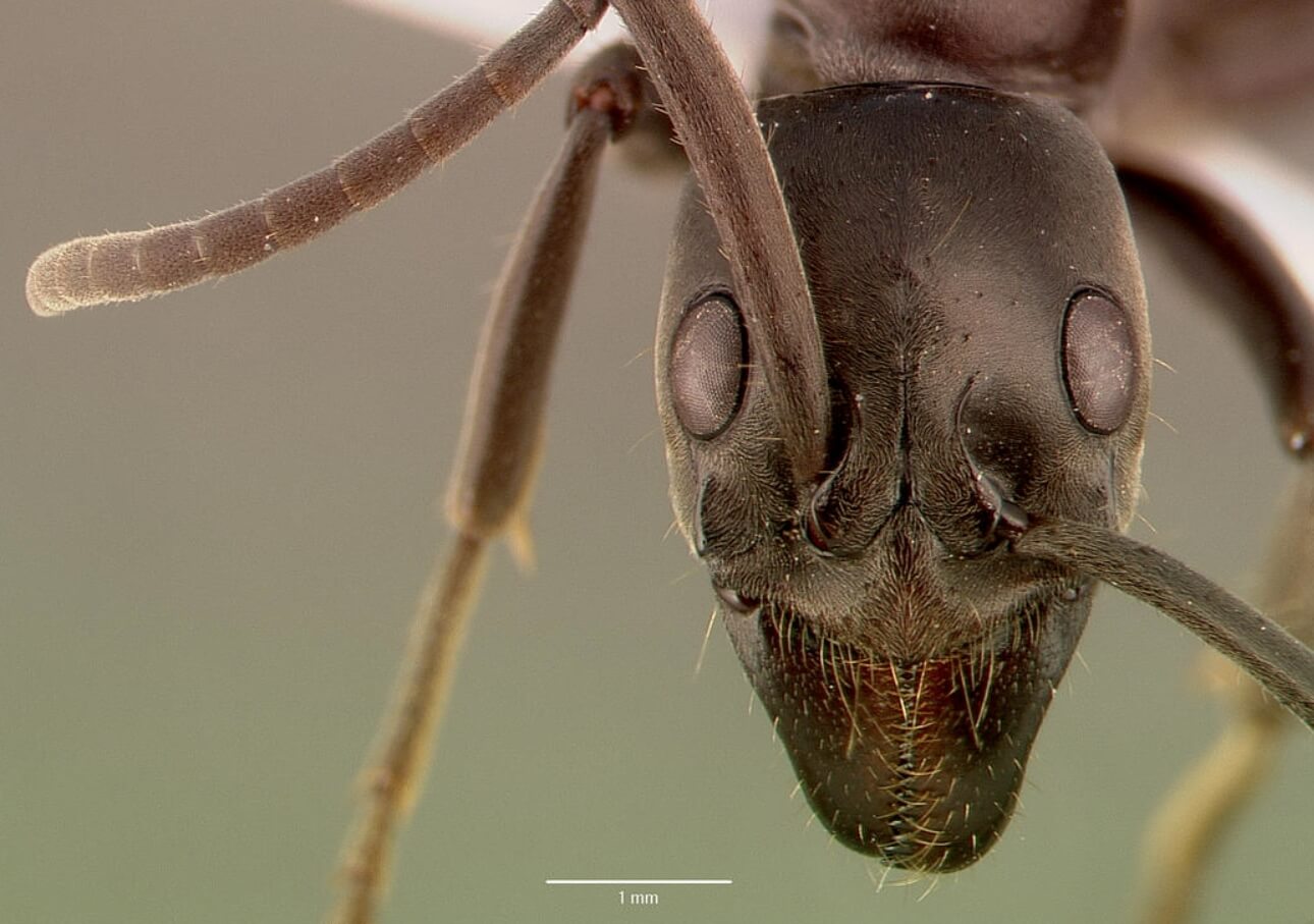 Как муравьи лечат раны. Муравей матабеле крупным планом. Источник фотографии: ru.wikipedia.org. Фото.