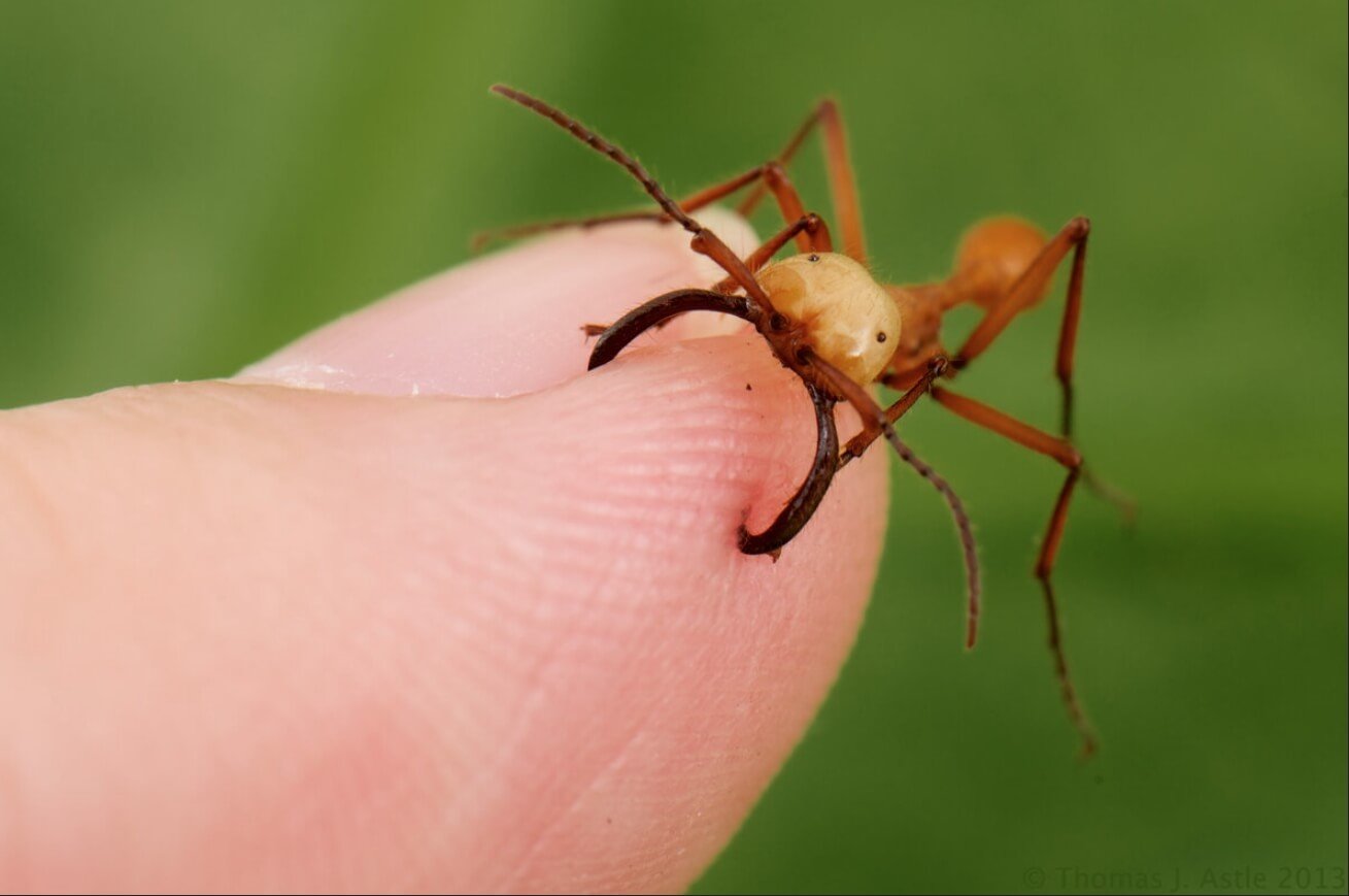 Муравьи для зашивания ран. Челюсти муравьев вида Dorylus отлично подходят для сшивания ран. Источник фотографии: wikiparazit.ru. Фото.